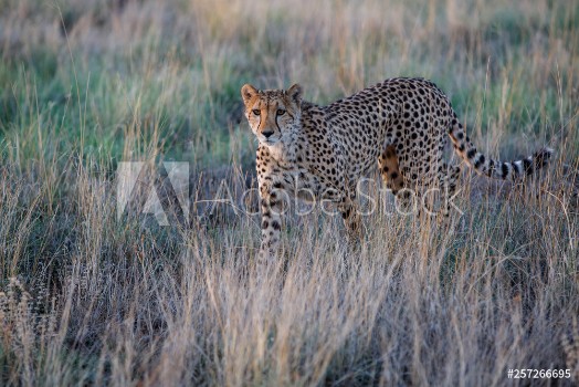 Picture of Cheetah hunting in the last light of the day in the Tiger Canyons Game Reserve in South Africa